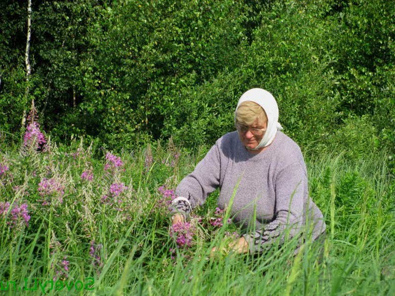 женщина в поле собирает траву